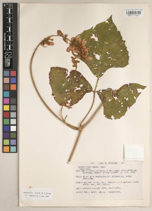 Pachyrhizus erosus (L.) Urb. - BM013712267