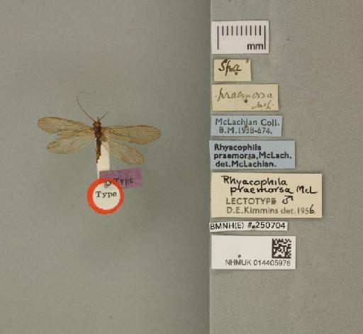 Rhyacophila praemorsa McLachlan, 1879 - 014405976_175589_1755927