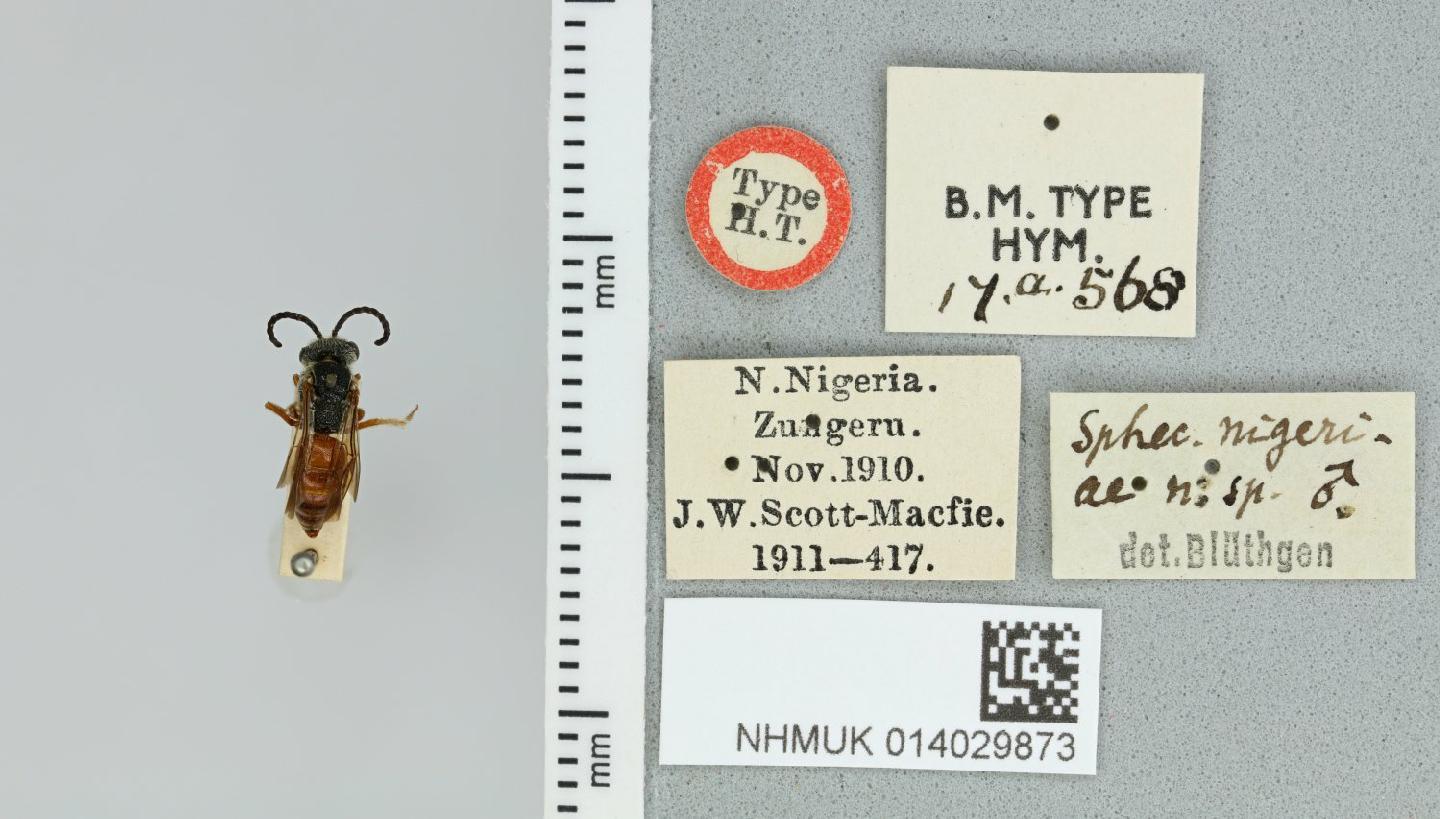 Sphecodes nigeriae