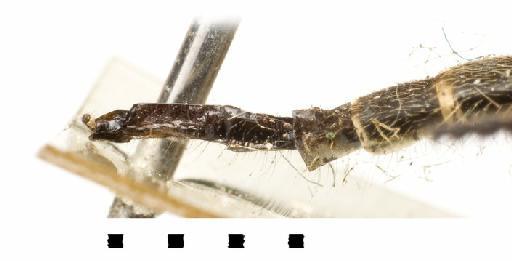 Cerdistus flavicinctus (White, 1914) - Cerdistus flavicinctus terminalia