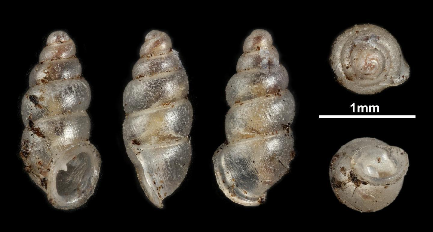To NHMUK collection (Carychium balianum Fulton, 1899; SYNTYPE(S); NHMUK:ecatalogue:2762564)