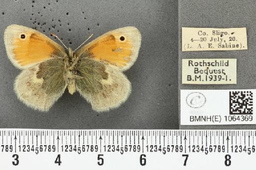 Coenonympha pamphilus (Linnaeus, 1758) - BMNHE_1064369_25349