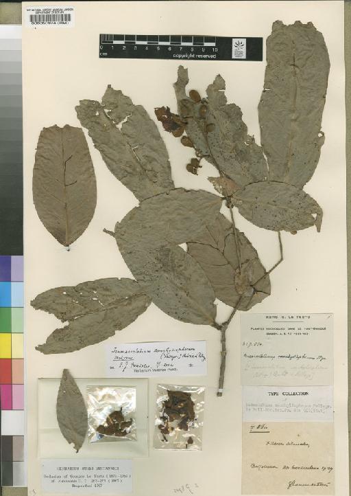 Englerodendron conchyliophorum (Pellegr.) Breteler - BM000050974
