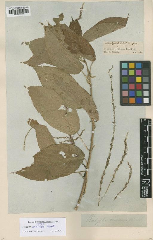 Acalypha scandens Benth. - BM000939656