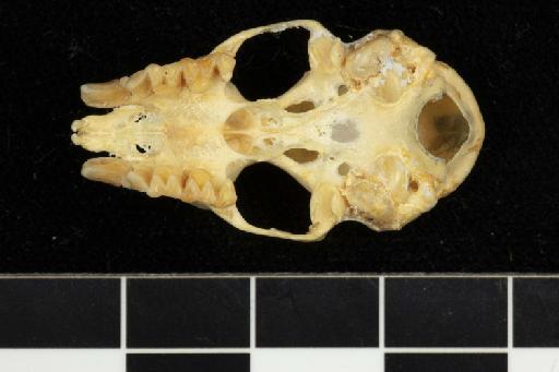 Hipposideros pratti Thomas, 1891 - 1891_5_11_1-Hipposideros_pratti-Holotype-Skull-occlusal