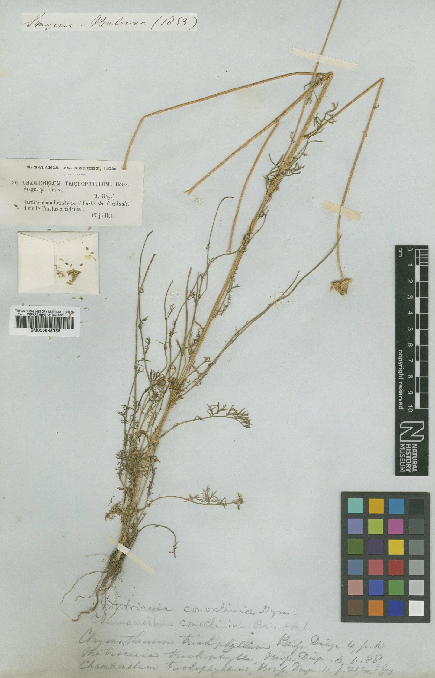 To NHMUK collection (Chamaemelum trichophyllum Boiss.; Type; NHMUK:ecatalogue:473932)