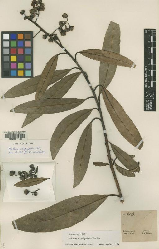Mahurea exstipulata subsp. exstipulata Benth. - BM000611184