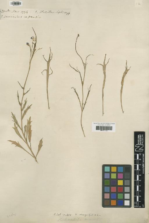 Heliophila africana (L.) Marais - BM001217230