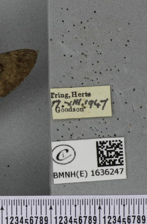 Macroglossum stellatarum (Linnaeus, 1758) - BMNHE_1636247_label_205959