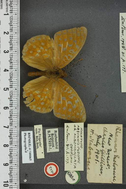 Fabriciana adippe vulgoadippe ab. albomaculata Goodson, 1948 - BMNHE_500065_58421