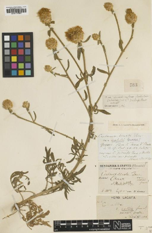 Centaurea alba subsp. deusta (Ten.) Nyman - BM001043293