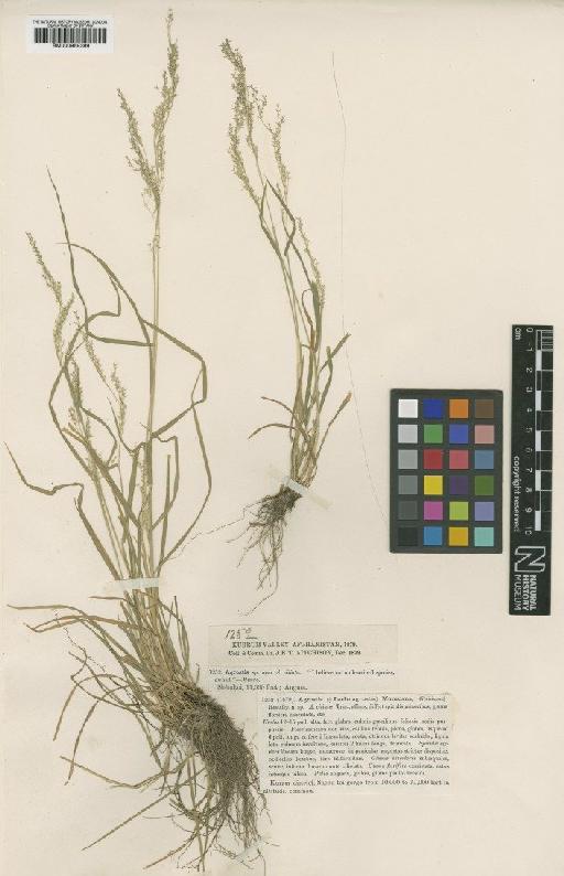 Agrostis munroana Aitch. & Hemsl. - BM000959399