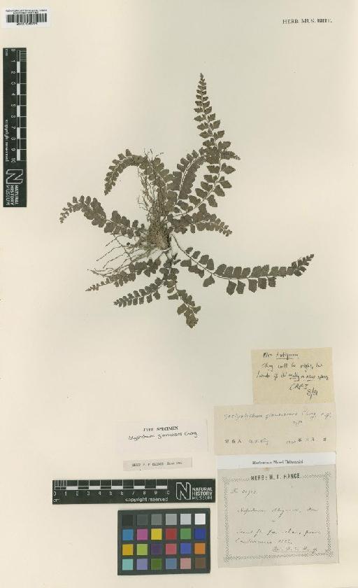 Polystichum glaucescens Ching - BM001048726