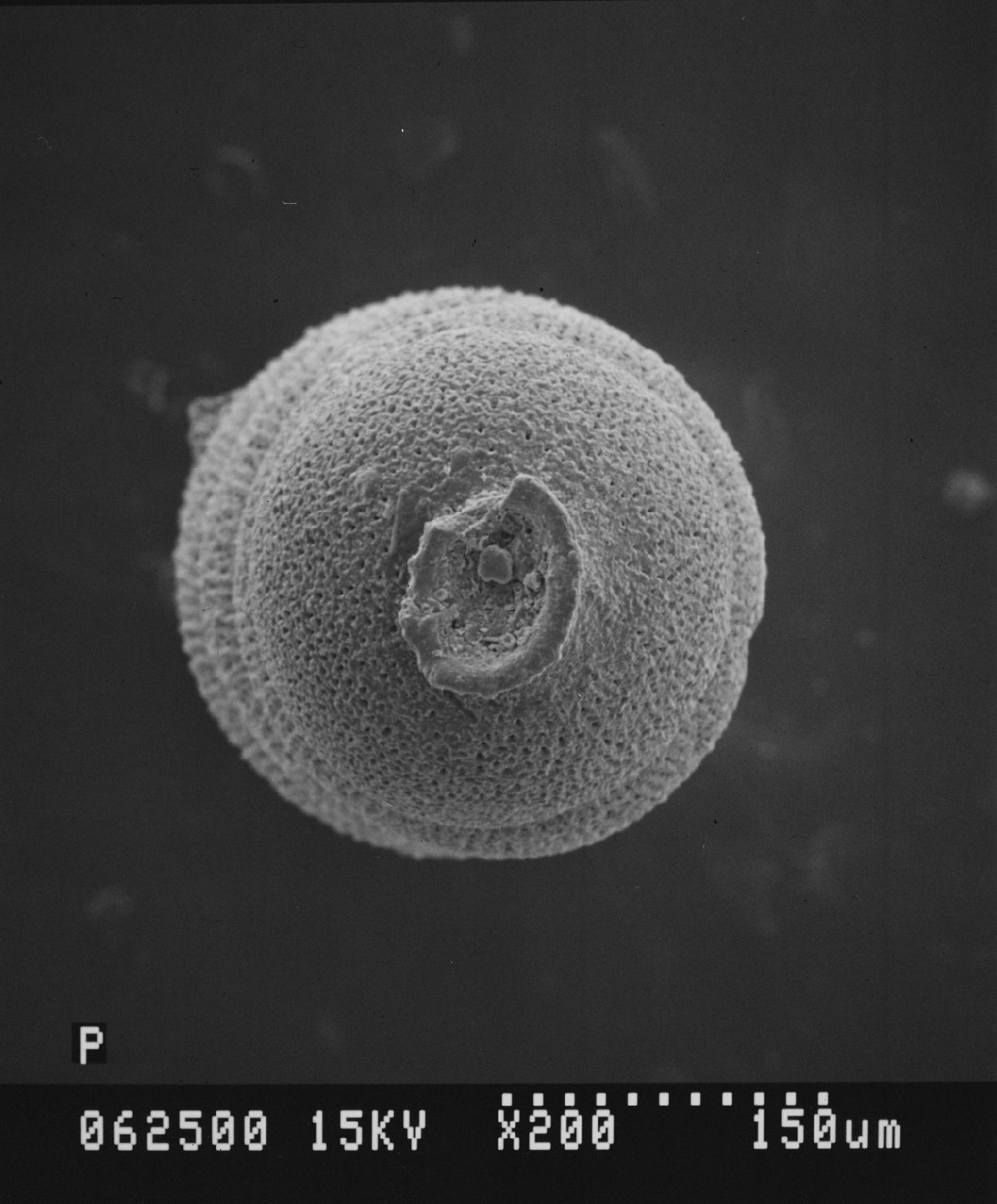 To NHMUK collection (Siphogenerinoides oveyi Nakkady, 1950; Holotype; NHMUK:ecatalogue:2368629)