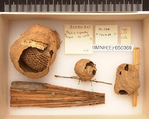 Polybia pygmea - Hymenoptera Nest BMNH(E) 650369