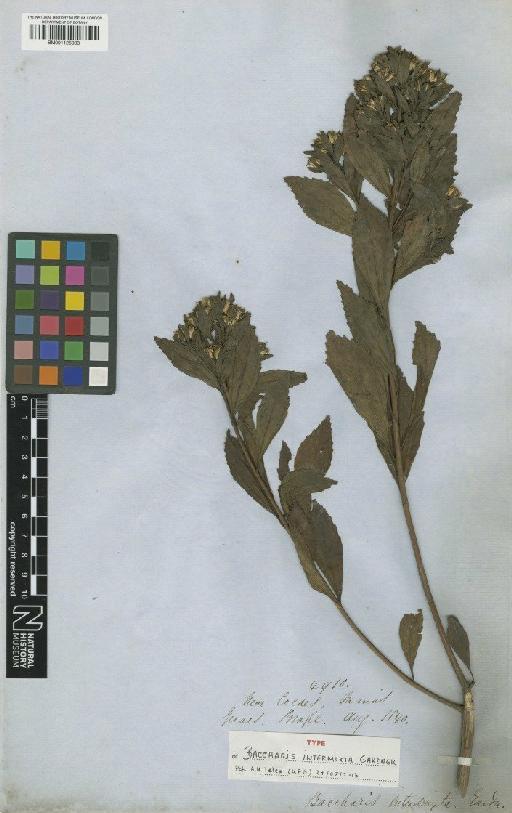 Baccharis intermixta Gardner - BM001125003