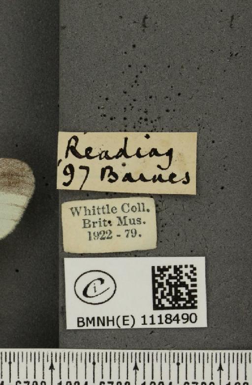 Leptidea sinapis sinapis Linnaeus, 1758 - BMNHE_1118490_label_73325