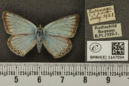 Lysandra coridon ab. cincta Tutt, 1910 - BMNHE_1147094_100795