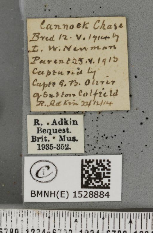 Phyllodesma ilicifolia (Linnaeus, 1758) - BMNHE_1528884_label_198205