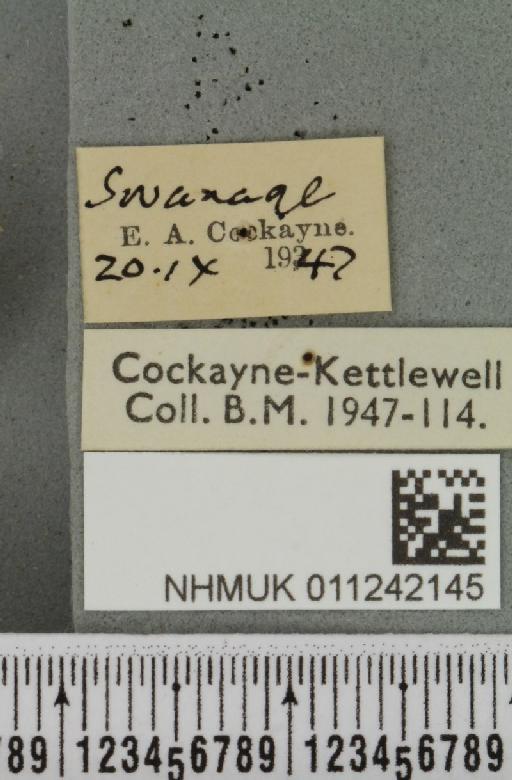 Aporophyla australis pascuea (Humphreys & Westwood, 1843) - NHMUK_011242145_label_643261