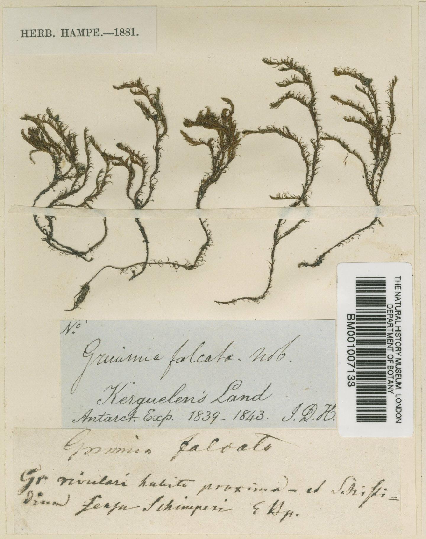To NHMUK collection (Schistidium falcatum (Hook.f. & Wilson) B.Bremer; TYPE; NHMUK:ecatalogue:721242)