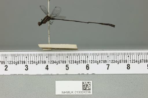 Elattoneura mackwoodi Fraser, 1919 - 013324238_lateral