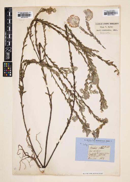 Pimelea octophylla R.Br. - 000895079