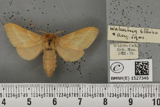 Malacosoma castrensis castrensis (Linnaeus, 1758) - BMNHE_1527346_198976