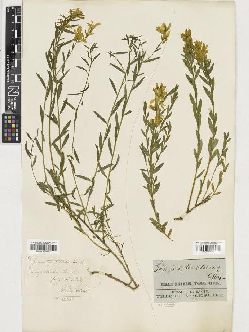 Genista tinctoria L. subsp. tinctoria - BM001036310