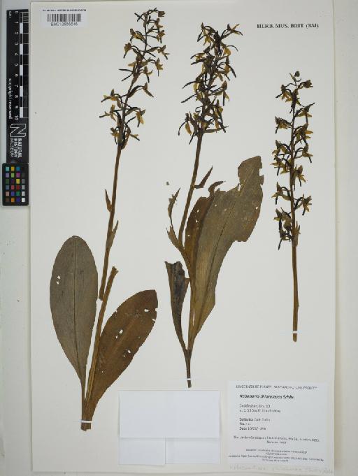 Platanthera chlorantha (Custer) Rchb. - BM012556546_sheet