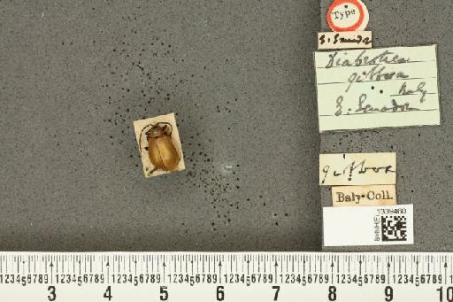 Isotes gibbosa (Baly, 1886) - BMNHE_1339460_22632