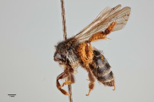 Andrena archanensis Cockerell, 1929 - 014025078_lateral