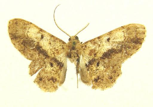 Ectropidia Warren, 1895 - Ectropidia sp 987423