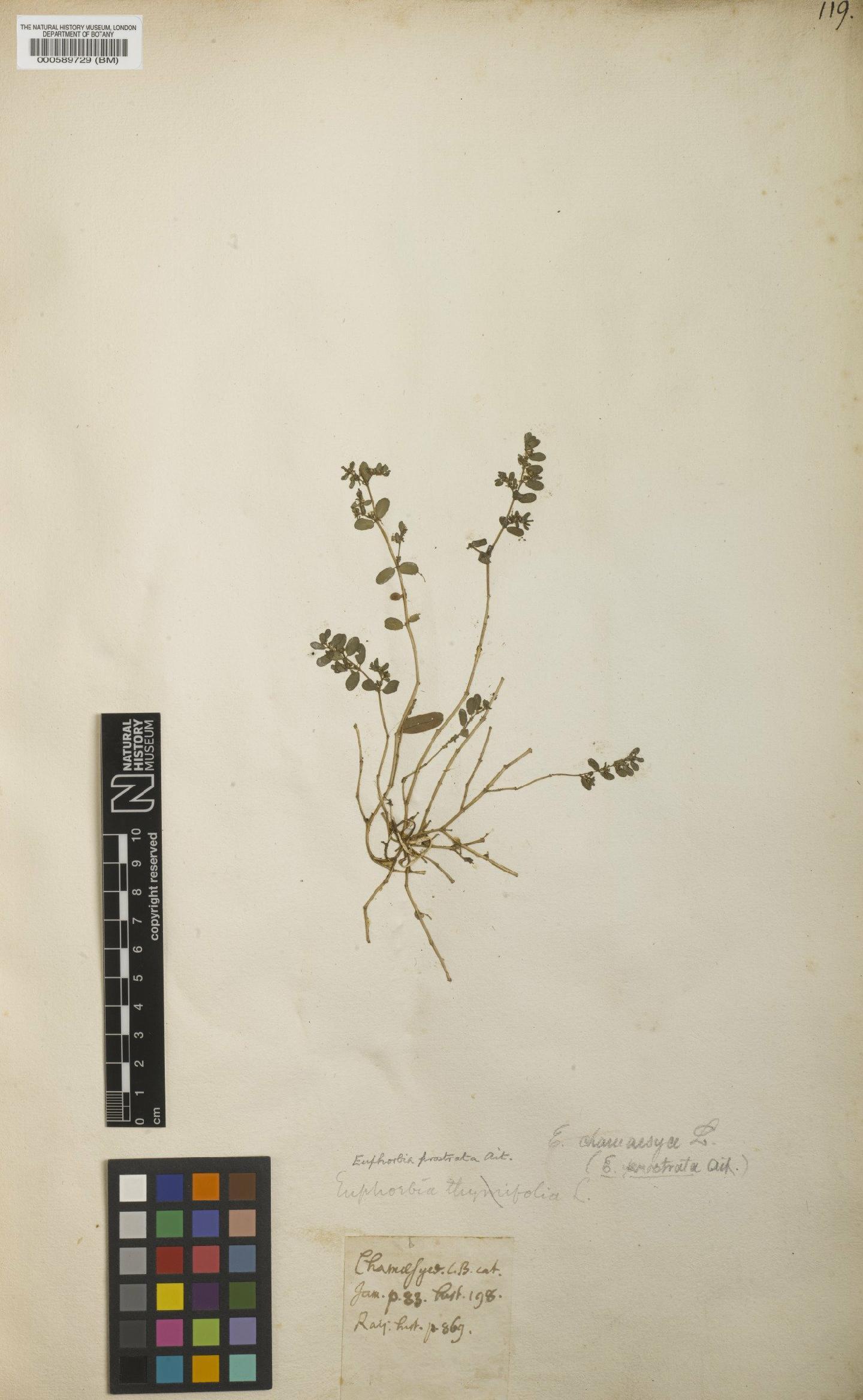 To NHMUK collection (Euphorbia prostrata Aiton; NHMUK:ecatalogue:4707434)