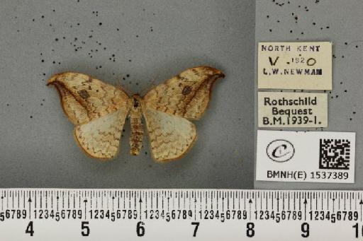 Drepana falcataria (Linnaeus, 1758) - BMNHE_1537389_200522