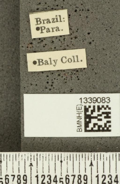 Acalymma bivittulum amazonum Bechyné, 1958 - BMNHE_1339083_label_20521