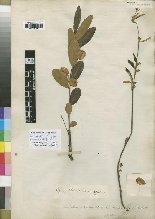 Combretum sericeum G.Don - BM000902133