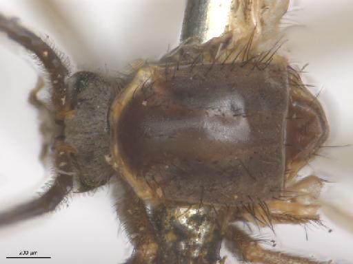 Urytalpa macrocera (Edwards, 1913) - Urytalpa_macrocera-ST_BMNH236756-thorax_d.jpg
