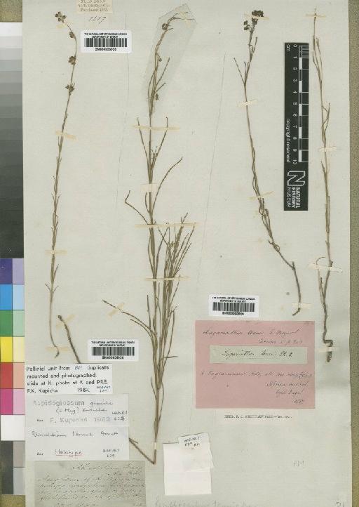 Aspidoglossum gracile (Mey) Kupicha - BM000925926