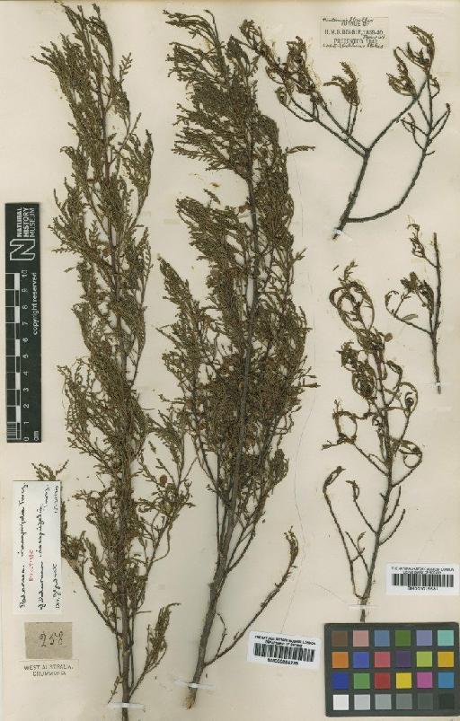 Dodonaea inaequifolia Turcz. - BM001015531