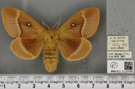 Lasiocampa quercus quercus (Linnaeus, 1758) - BMNHE_1525439_194416