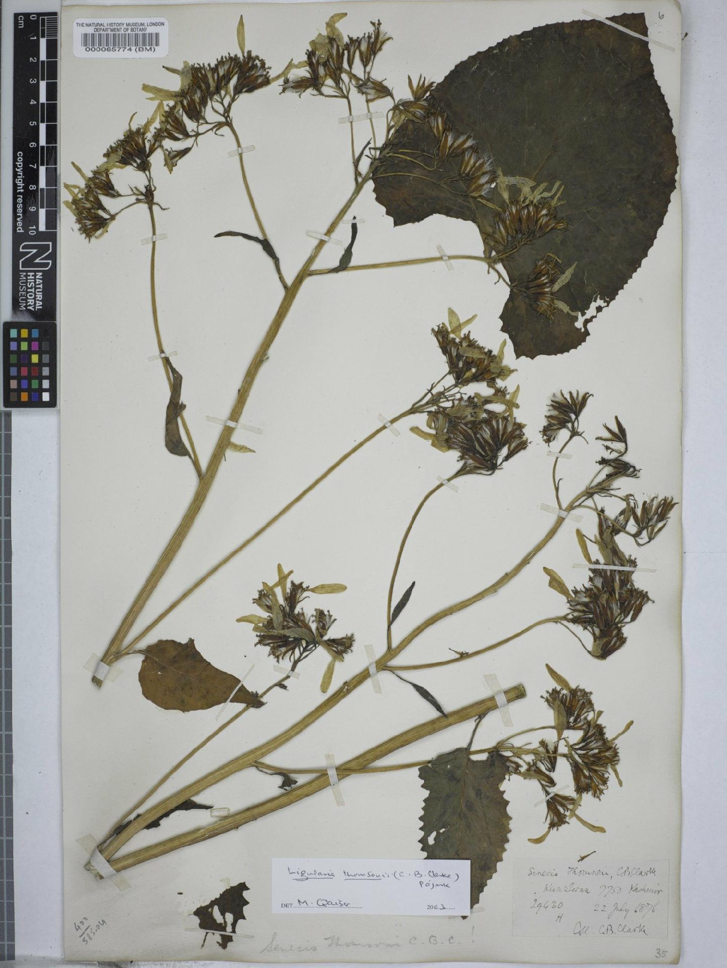 To NHMUK collection (Ligularia thomsonii (C.B.Clarke) Pojark; NHMUK:ecatalogue:9149380)