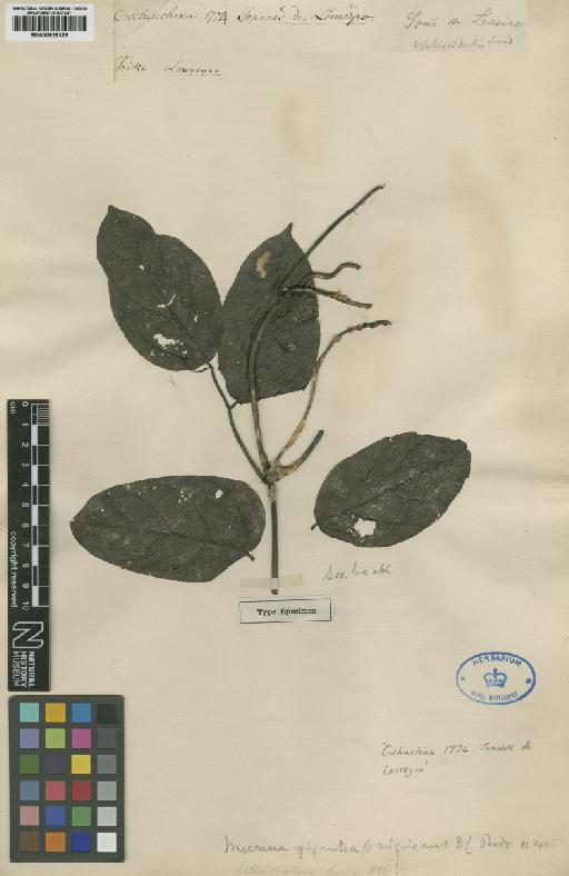 Mucuna nigricans (Lour.) Steud. - BM000928326
