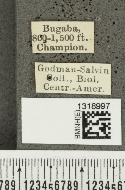 Diabrotica gratiosa Baly, 1886 - BMNHE_1318997_label_17800