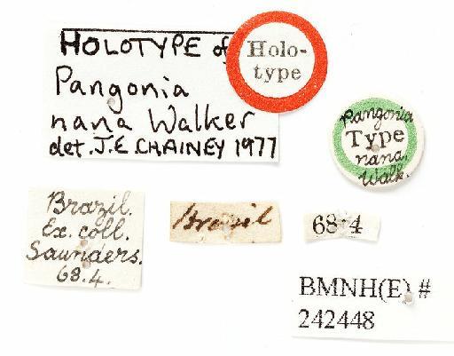 Pityocera (Pseudelaphella) nana (Walker) - Pangonia nana labels