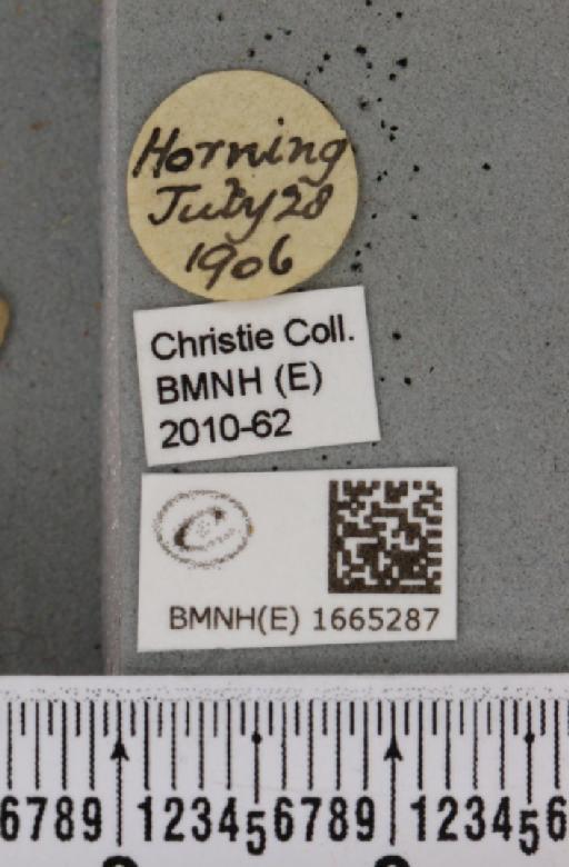Pelosia muscerda (Hufnagel, 1766) - BMNHE_1665287_label_285241