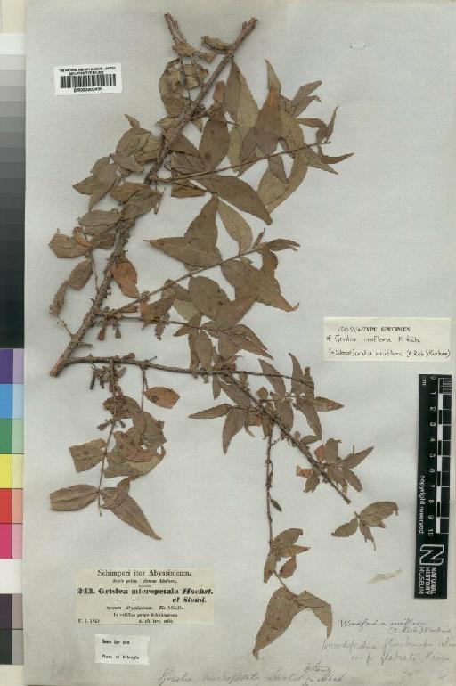 Woodfordia uniflora (A.Rich.) Koehne - BM000902430