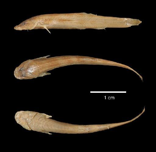 Trichomycterus minutus Boulenger, 1891 - 1891.3.16.84-6a; Trichomycterus minutus; type; ACSI Project image