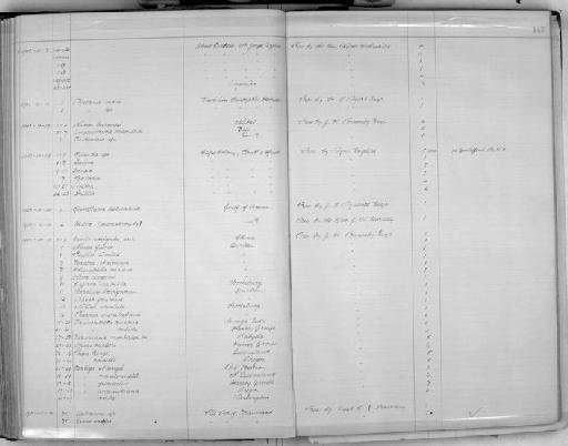 Pupa kingi subterclass Tectipleura Cox, 1864 - Zoology Accessions Register: Mollusca: 1900 - 1905: page 145