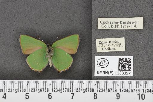 Callophrys rubi ab. incompleta Tutt, 1907 - BMNHE_1133357_97438